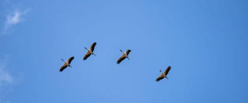 Black-necked-Crane-Tour-b2